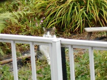 8月24日（36）仮