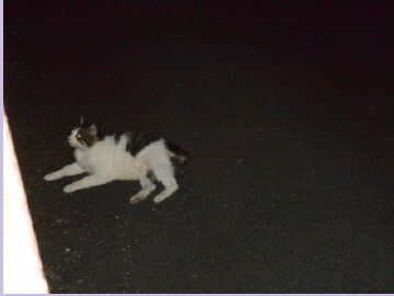 8月17日（21）仮