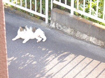 5月24日（13）仮