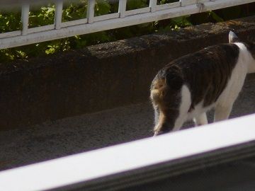 9月12日(25)仮