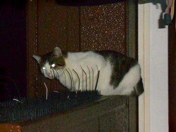 10月18日（27）仮