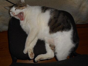 10月2日（15-4）仮