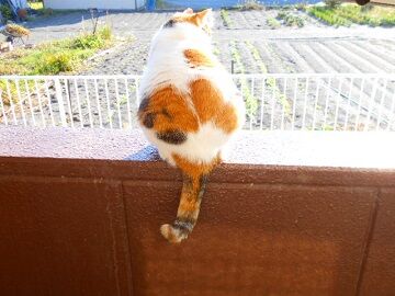 11月6日（13）仮