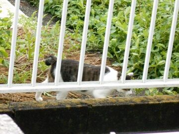 8月28日（120）仮