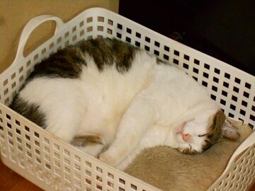 5月18日（68）仮