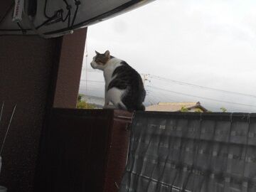 8月10日（11）仮