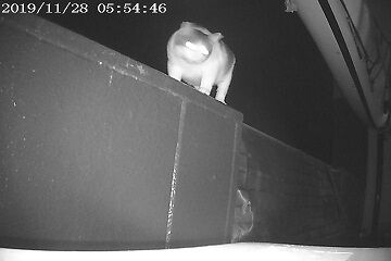 11月28日（37）仮