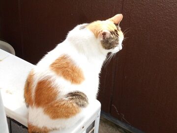 9月7日（7-5）仮