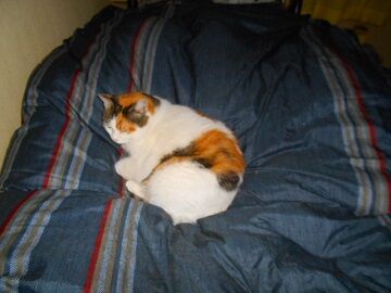 12月31日（61）仮