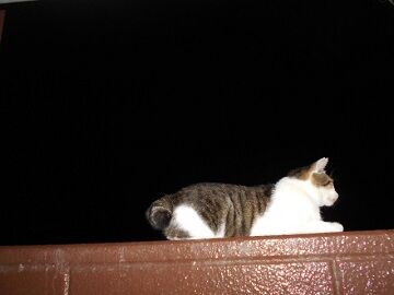 9月10日（31）仮