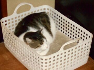 6月26日（45）仮