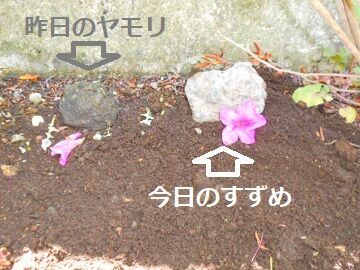 5月11日（24）仮