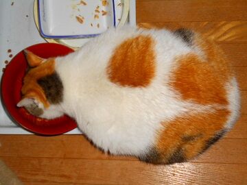 12月23日（20）仮