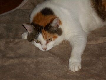 7月20日（44）仮