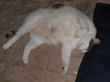 8月27日（23）仮