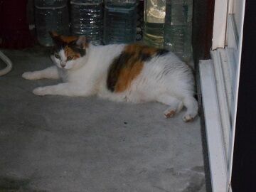 8月16日（16）仮