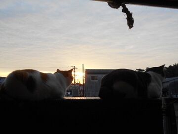 10月2日（31）仮