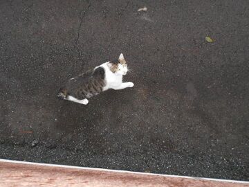 9月8日（5-1）仮