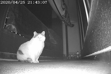 4月25日（38）仮