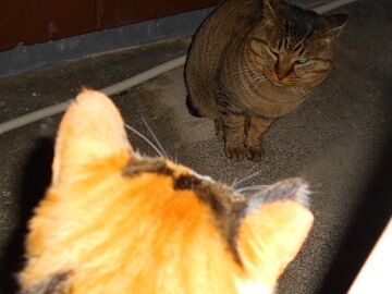 12月15日（34）仮