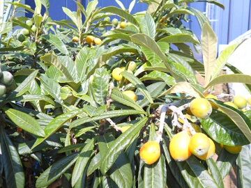 5月15日(8-4)使用