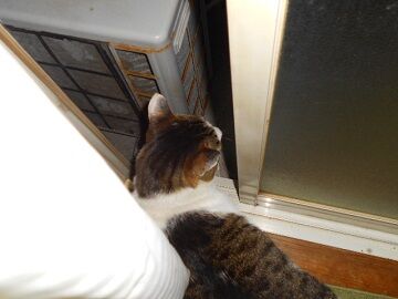 4月12日（25）仮