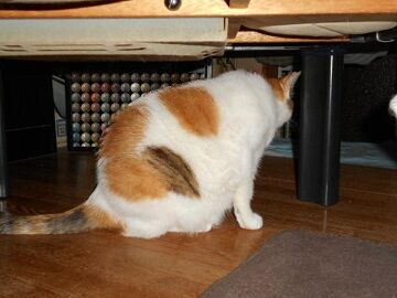 7月13日（45）仮