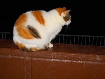 12月8日（20）仮