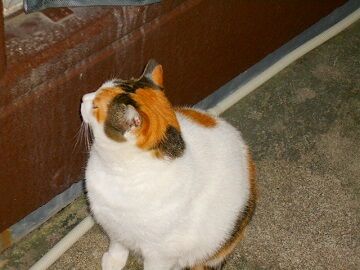 12月13日（16）仮