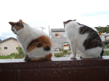 6月20日（61）仮