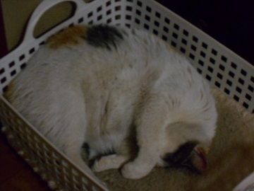 3月2日(37)