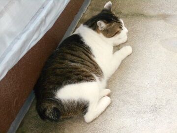 6月26日（19）仮