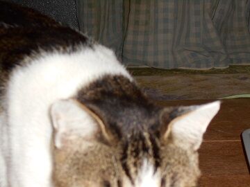 10月6日（32）仮