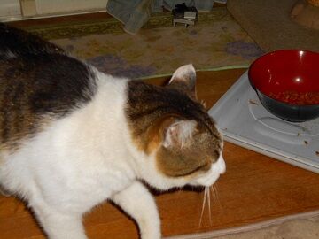 4月12日（30）仮