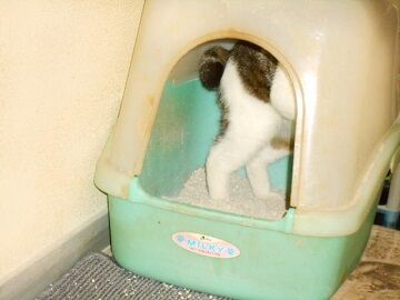 5月19日（29）仮