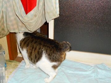 12月31日（33）仮