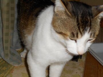 6月13日（76）仮