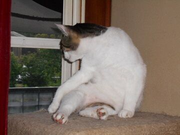 7月14日（38）仮