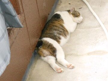 6月18日（20）仮