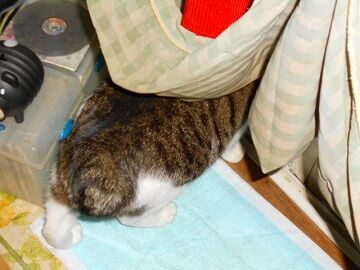 1月30日（39）仮