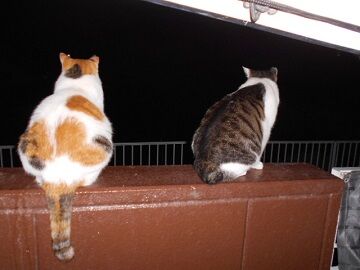 10月11日（19-8）仮