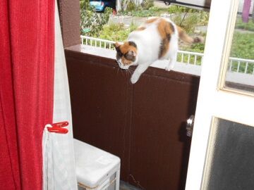 9月12日（6-6）仮