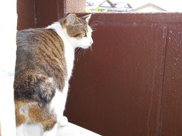 5月28日（21）仮