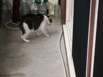 7月30日（34）仮