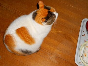 11月30日（7）仮