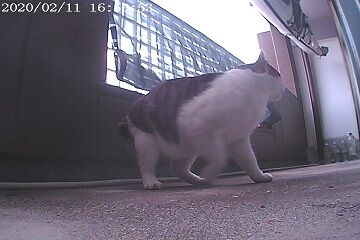 2月11日（48）仮