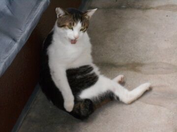 8月14日（32）仮