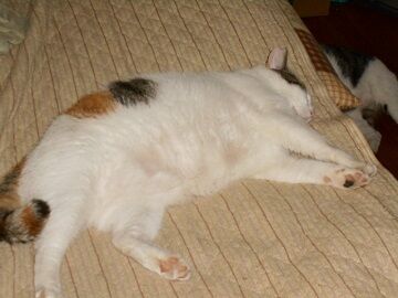 10月5日（54）仮