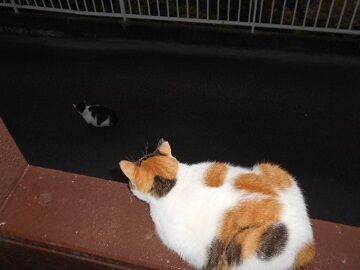 9月15日（18）仮