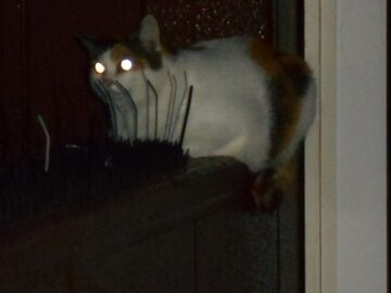 9月27日（5-4）仮